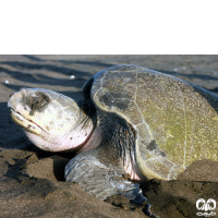 گونه لاکپشت زیتونی ریدلی Olive Ridley Turtle